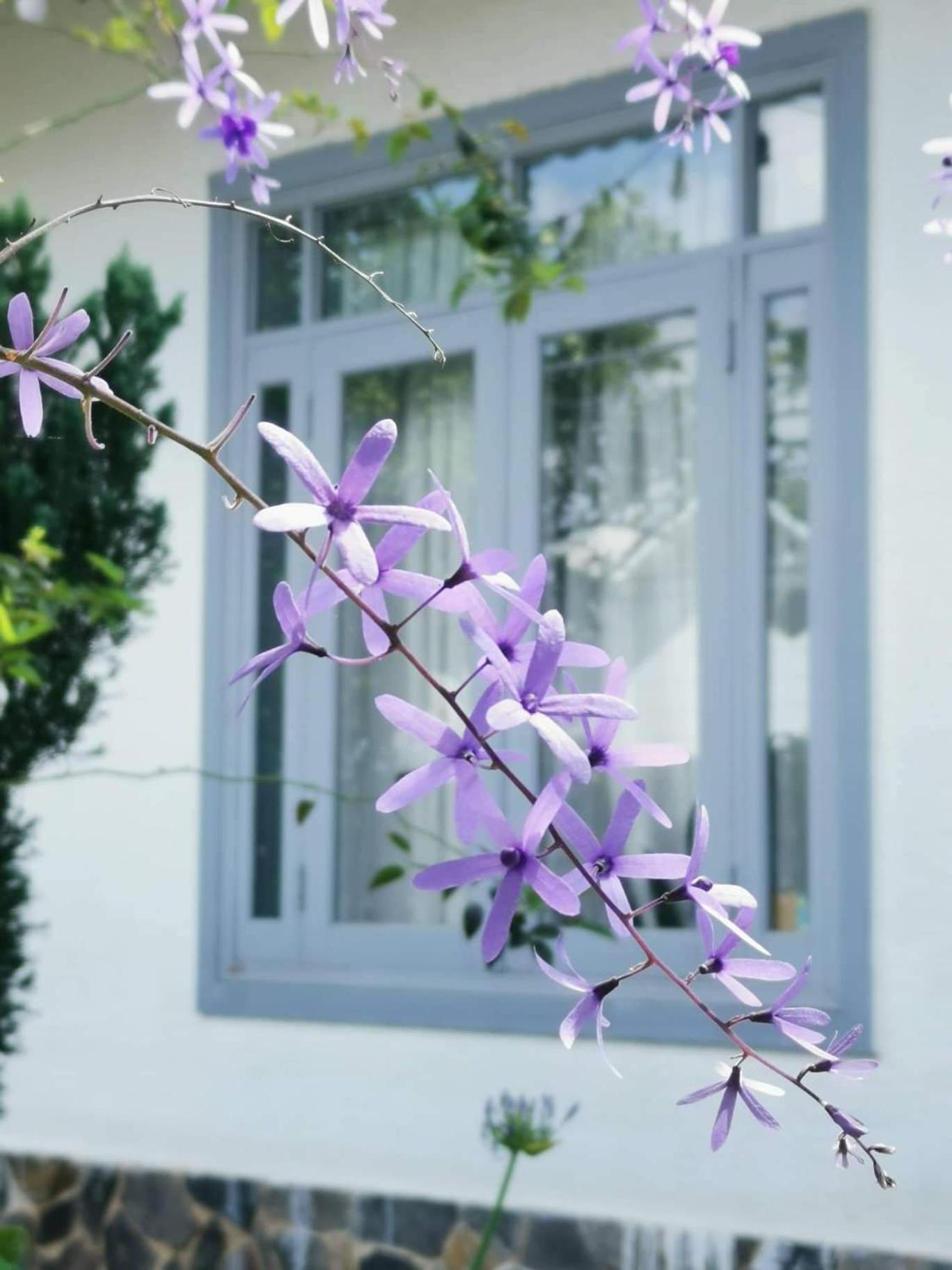 Tia Du Villa Homestay ダラット エクステリア 写真
